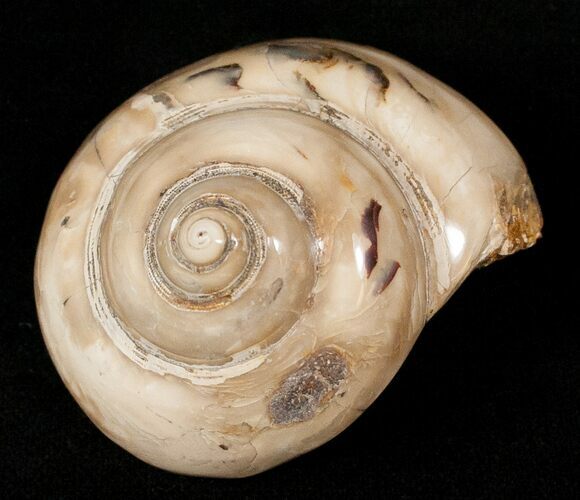 Polished Fossil Snail (Pleurotomaria) #13188
